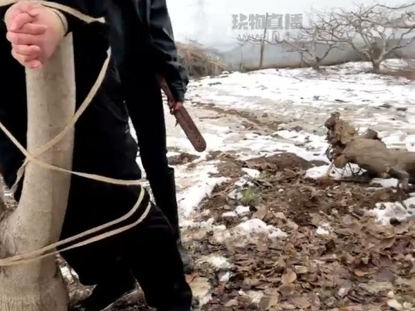 Mistress Su Yu - Winter Punishment
